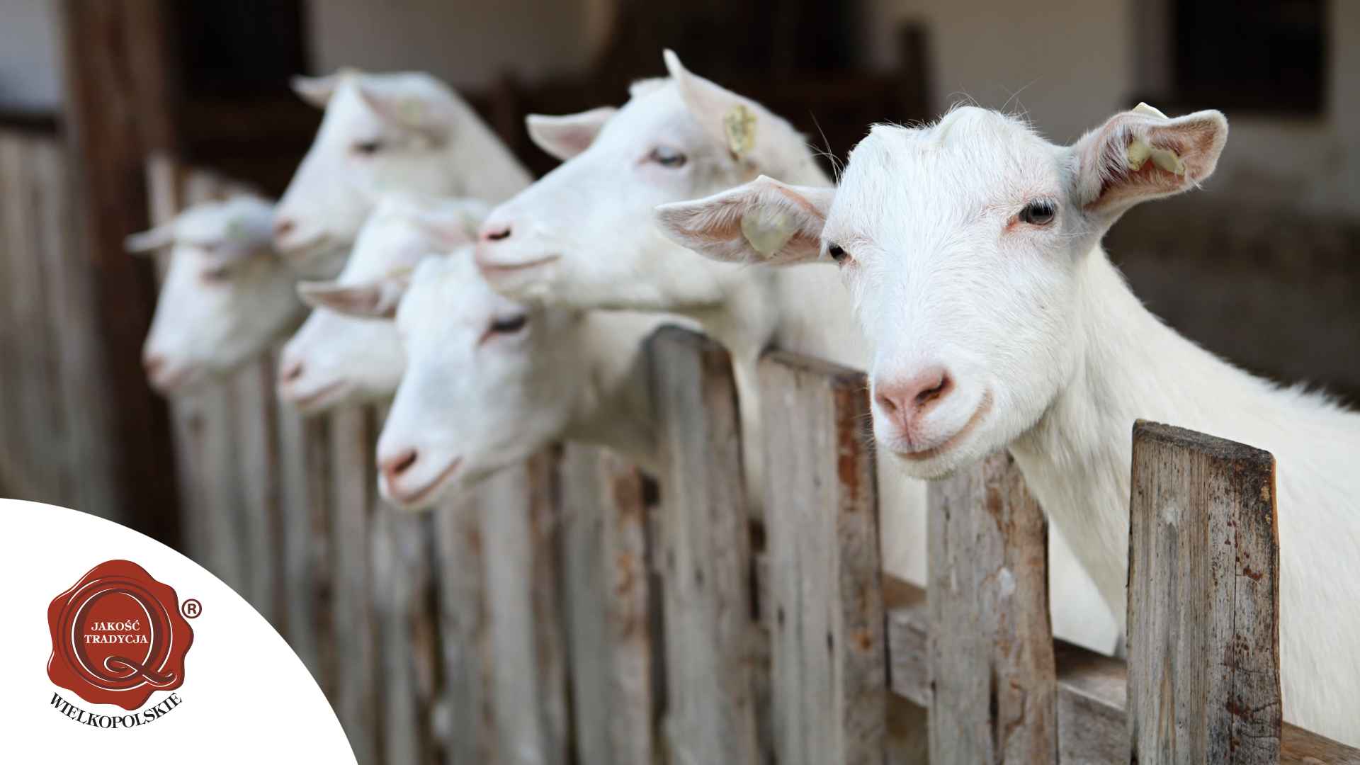 Koleżanki Danki, czyli Danka vs inne kozy w kulturze